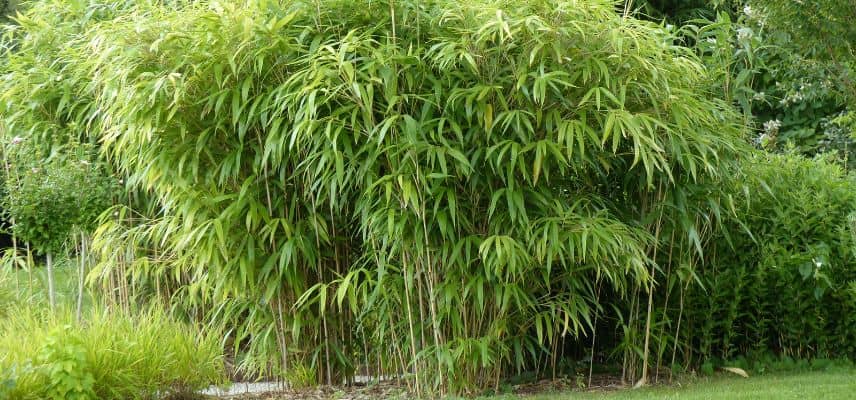 bambou metake