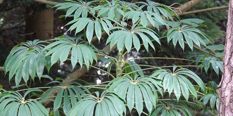 bouturer le Schefflera 