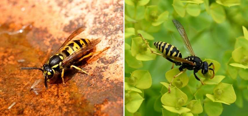 Guepes jardin ennemi ami, guêpe jardin utilise, guêpe jardin dangers