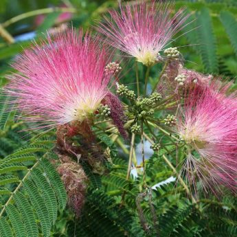 Associer l’Albizia