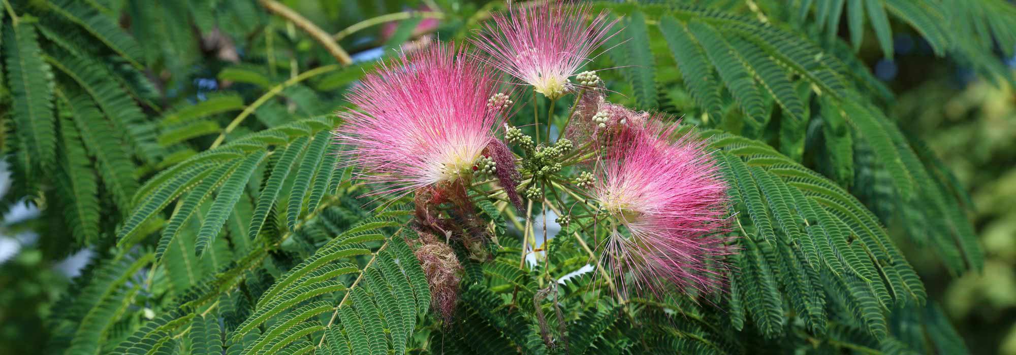 Associer l’Albizia