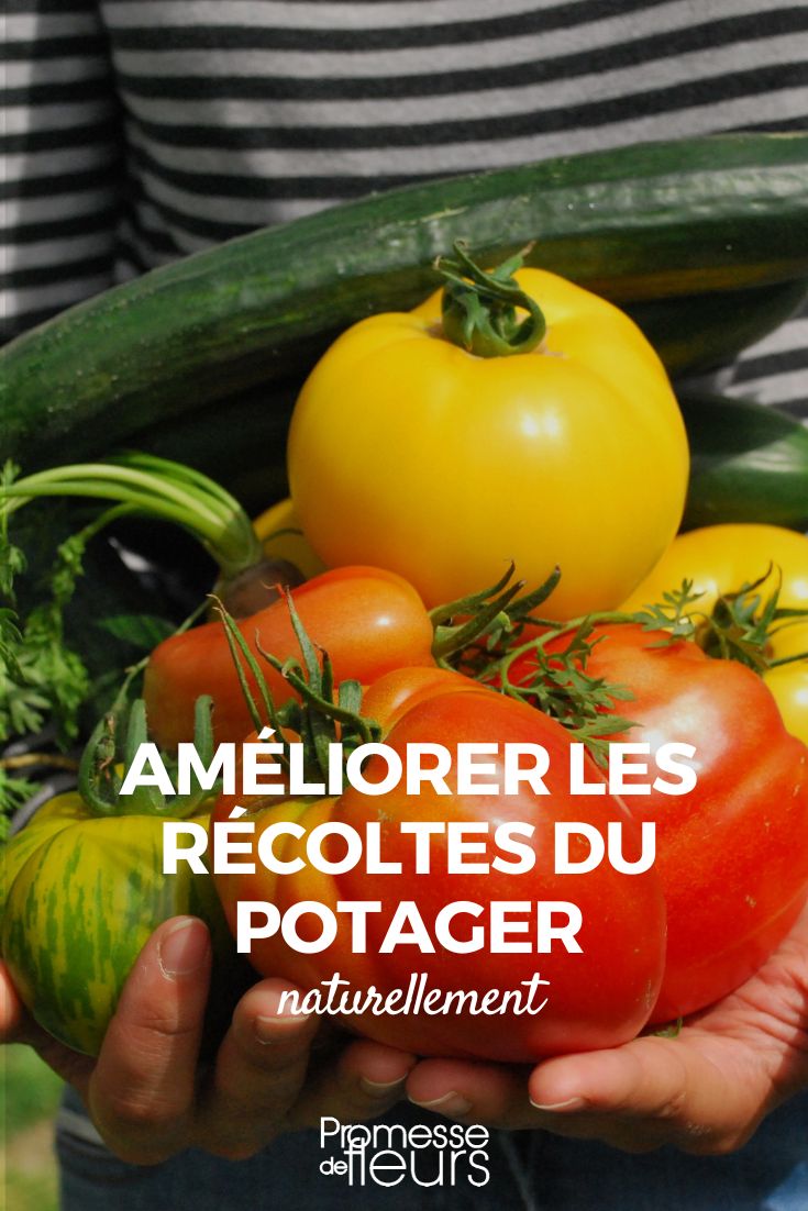 ameliorer naturellement les recoltes du potager