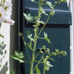 Aménager un jardin de résidence secondaire