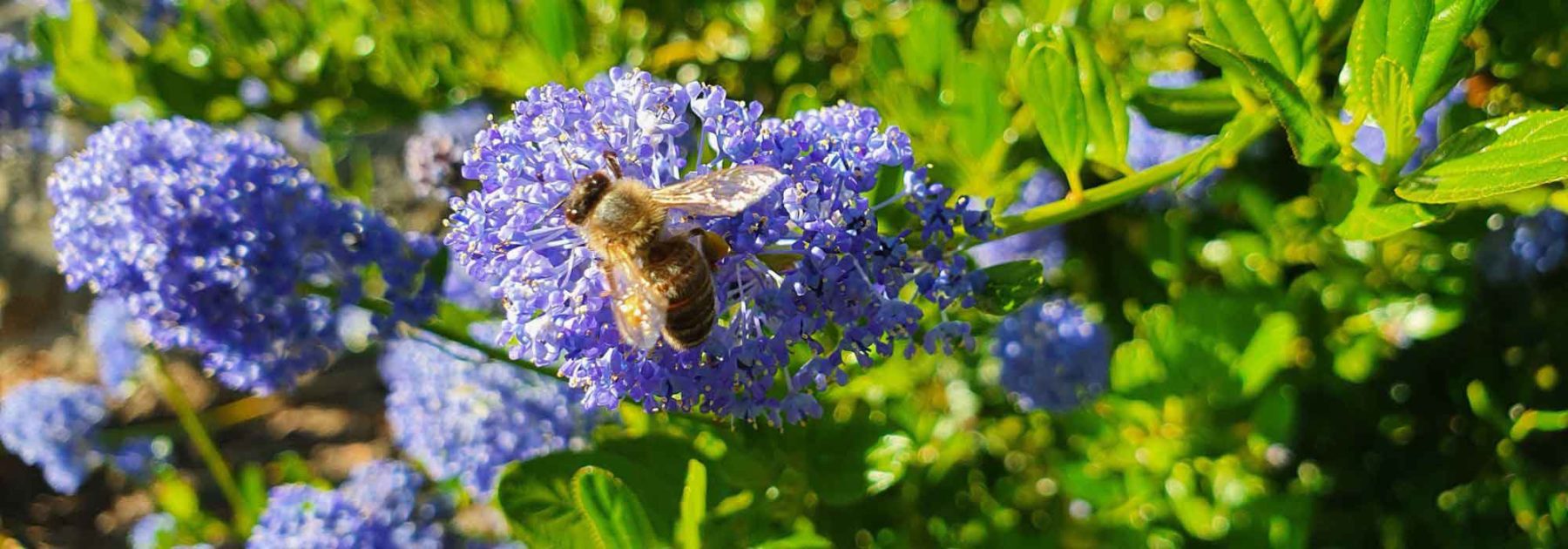 7 arbustes mellifères qui résistent à la sécheresse