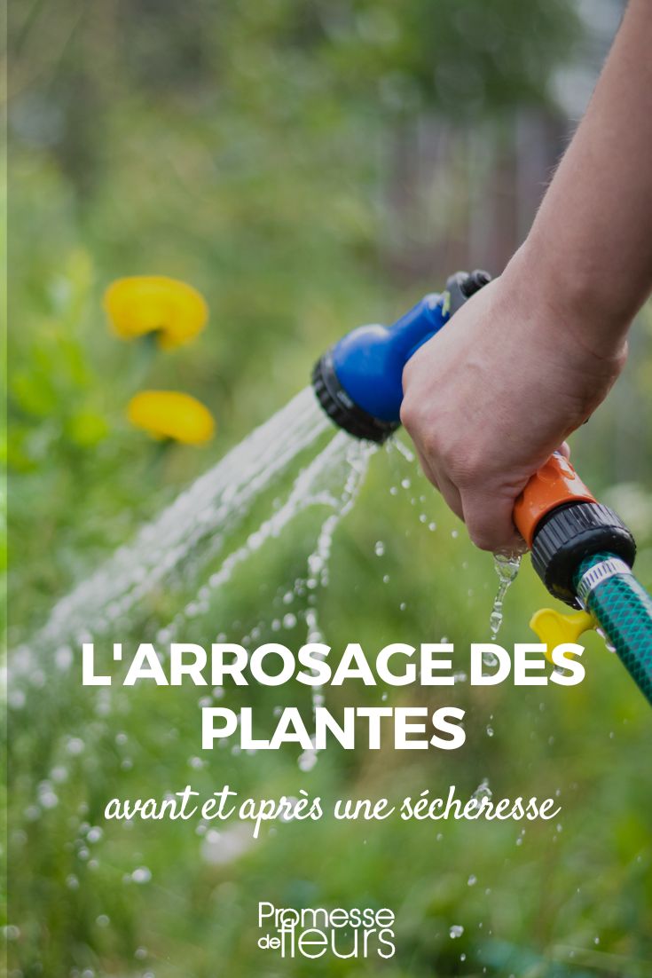 arrosage des plantes avant et apres une secheresse