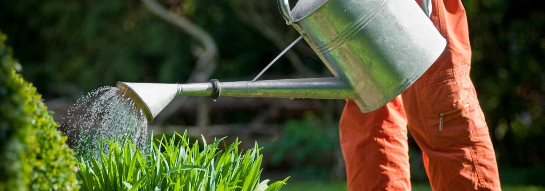 La règle d'or de l'irrigation du gazon