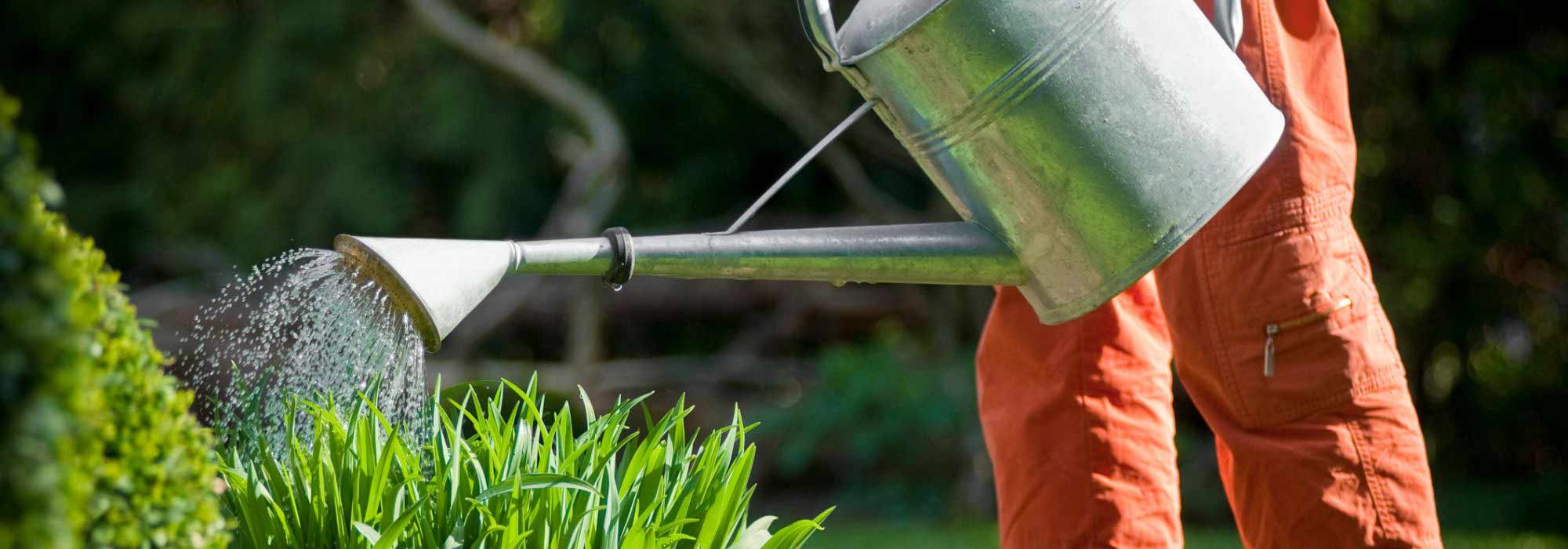 L’arrosage des plantes pendant ou après une sécheresse