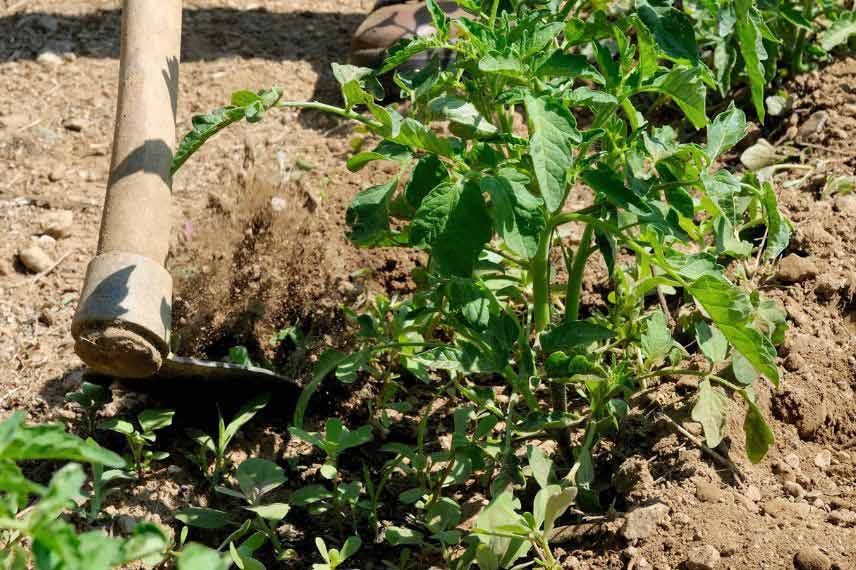 arrosage des plantes pendant ou après une sécheresse