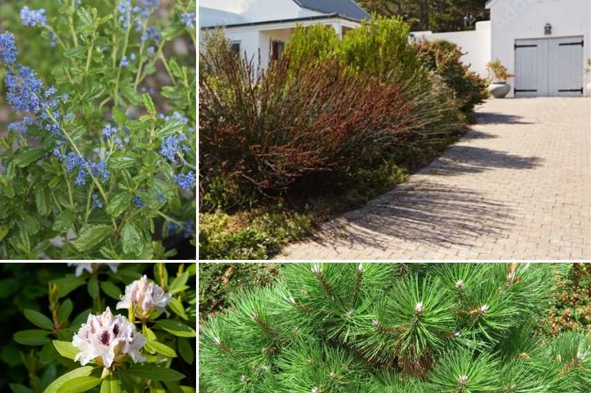 aménager entrée allée de garage vegetaux plantes arbustes