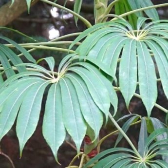 Faire une bouture de Schefflera