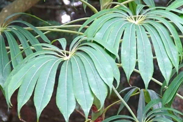 Faire une bouture de Schefflera