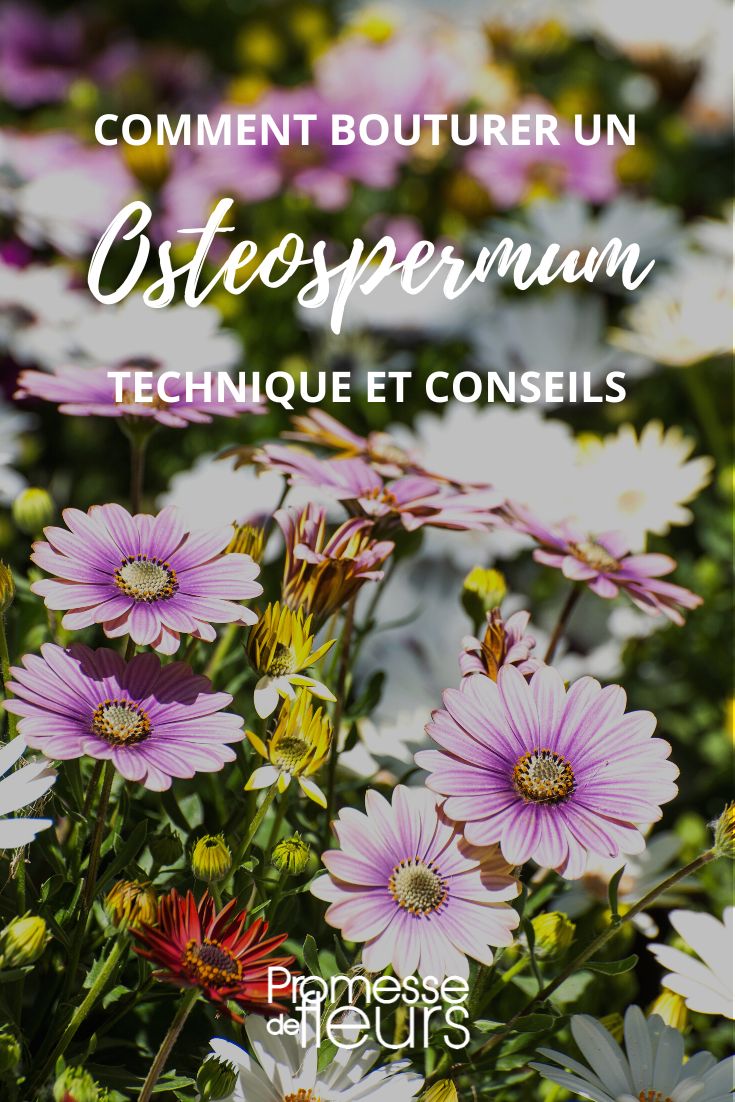 bouturer un osteospermum