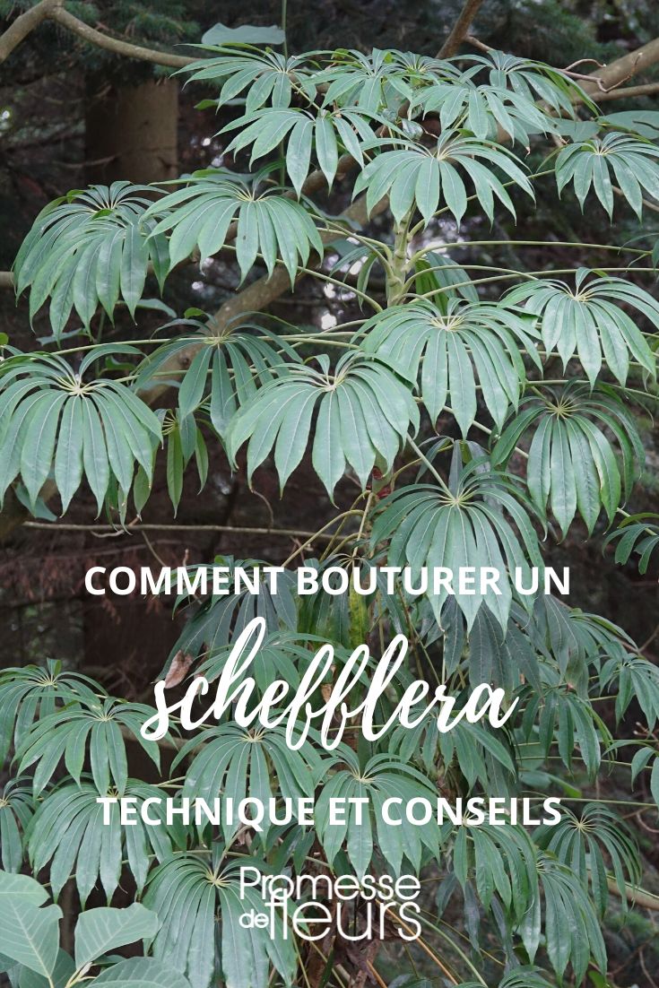 bouturer un schefflera