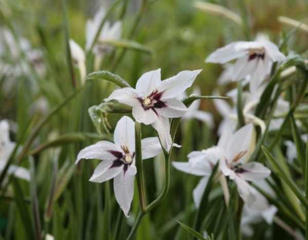 7 bulbes pour une floraison de fin d'été et début d'automne