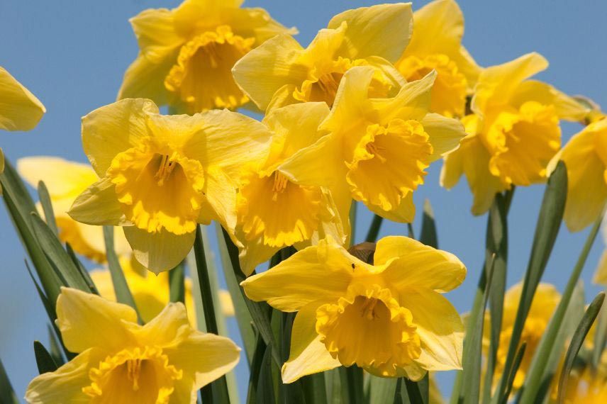 jonquilles ou narcisses