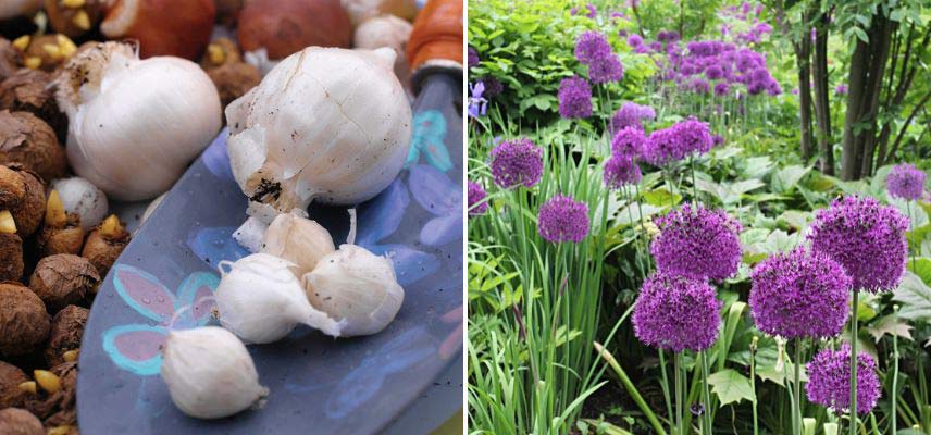 La plantation en masse des bulbes - Blog Promesse de fleurs