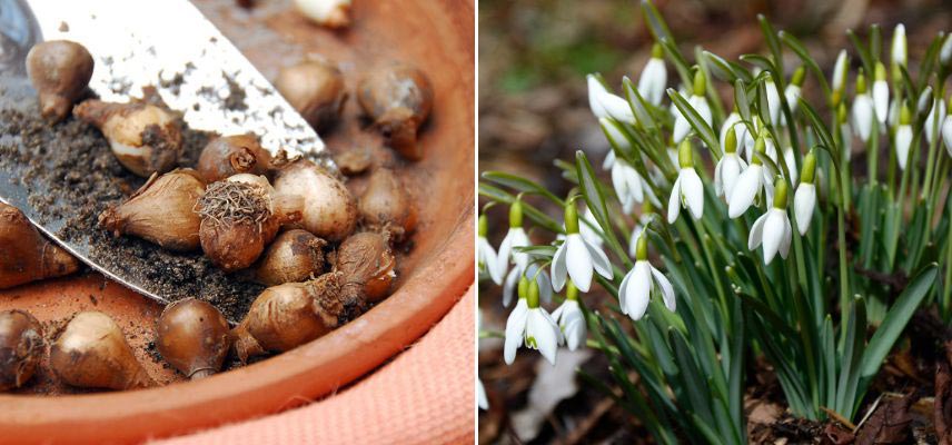 plantation perce-neige