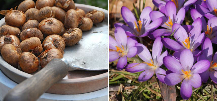 plantation Crocus de printemps