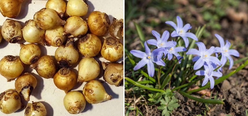 plantation Chionodoxas