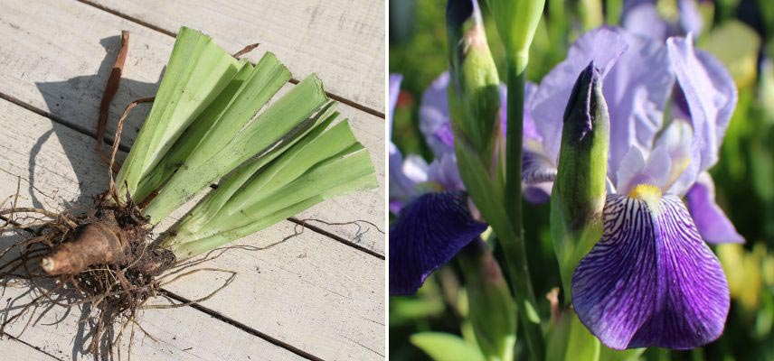 plantation Iris germanica