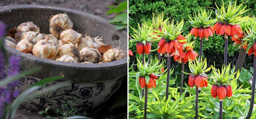 La plantation en masse des bulbes - Blog Promesse de fleurs