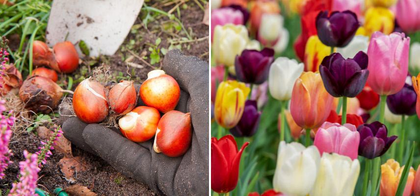 plantation Tulipes