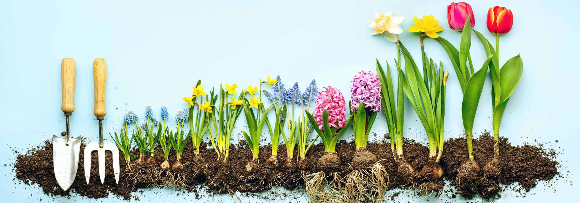 5 Bulbes Tulipes Purple Printemps - Fleurs à Planter Jardin Ou Pot, Vivaces Pour Massifs Colorés