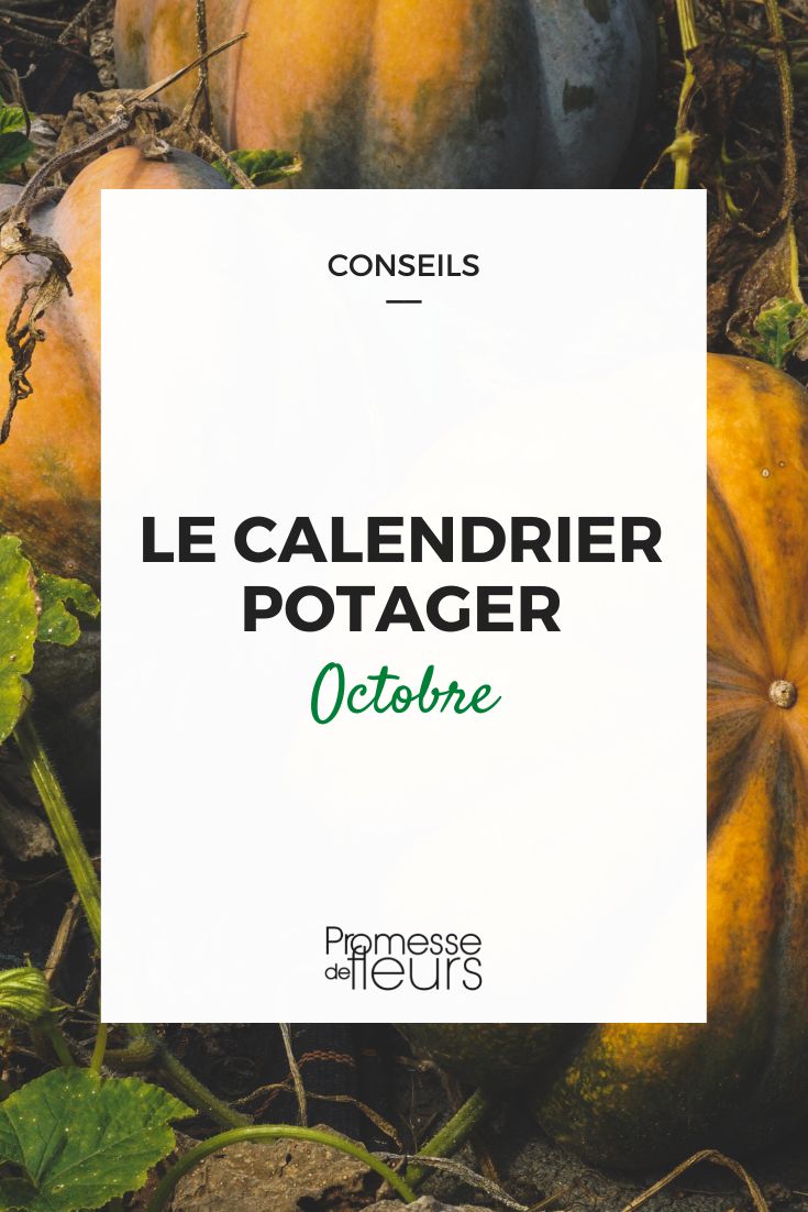 travaux potager octobre