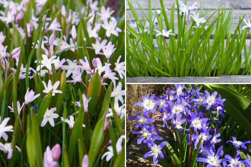 Cultiver des Chionodoxa en pot