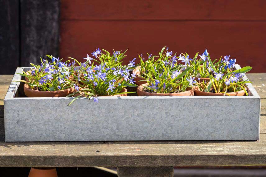 Cultiver des Chionodoxa en pot