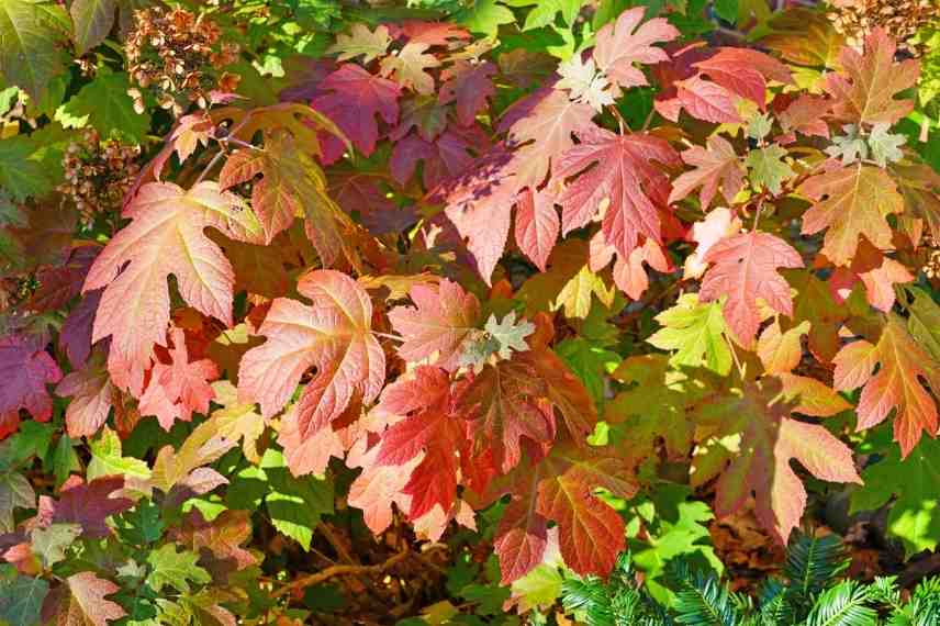 hydrangeas feuillage feuilles couleur automne rouge orange cuivre bronze, hortensia couleur automne automnale