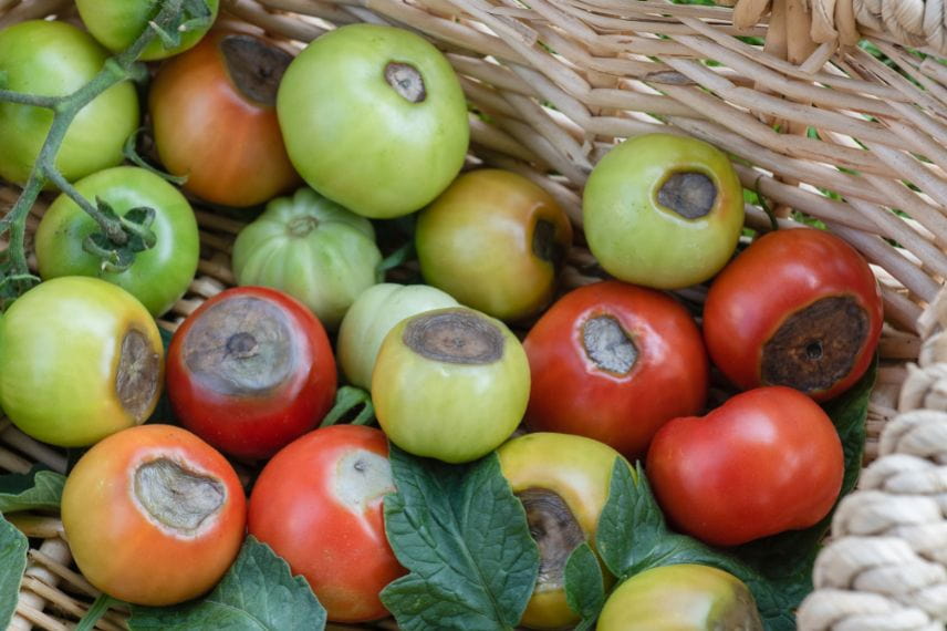 priorité arrosage potager 