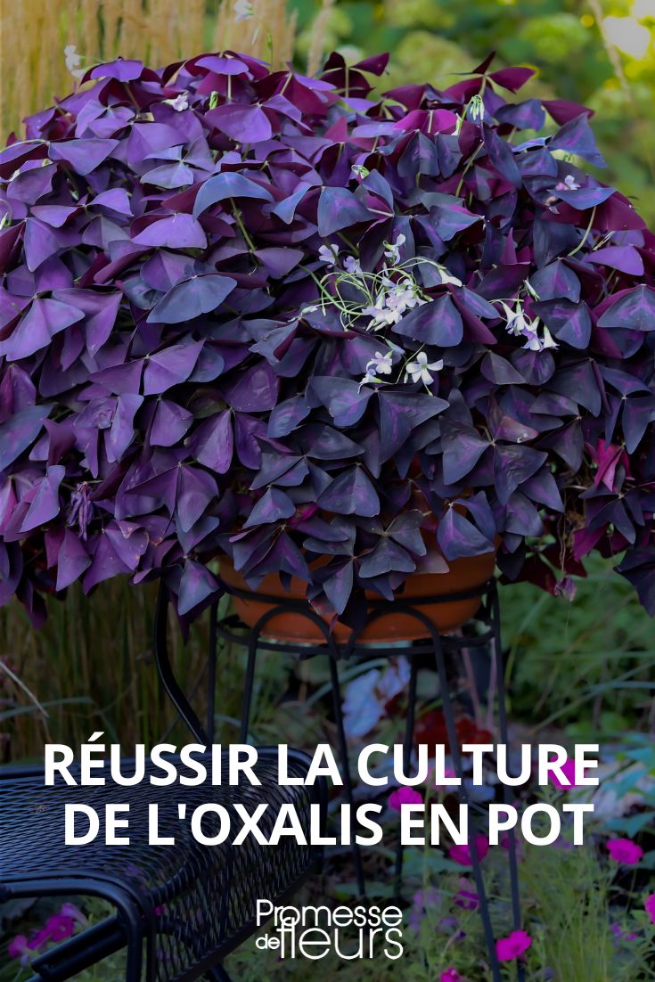 Cultiver les oxalis en pot - Promesse de Fleurs