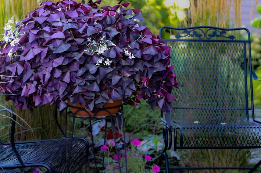 reussir l'oxalis en pot ou jardiniere