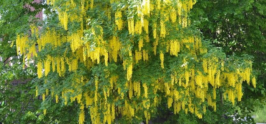 Laburnum