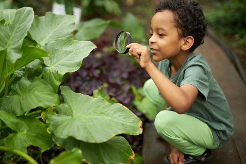 un enfant observe les insectes