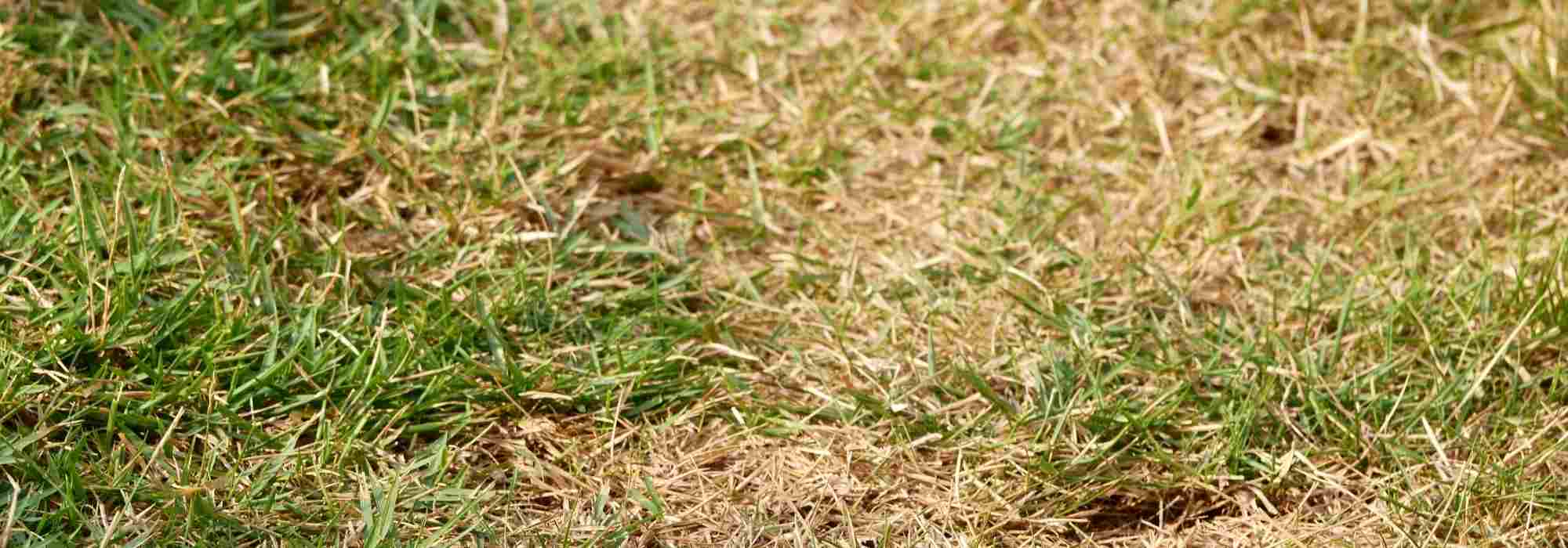 Entretenir la pelouse en cas de canicule
