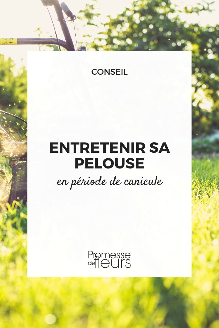 entretenir sa pelouse en periode de canicule