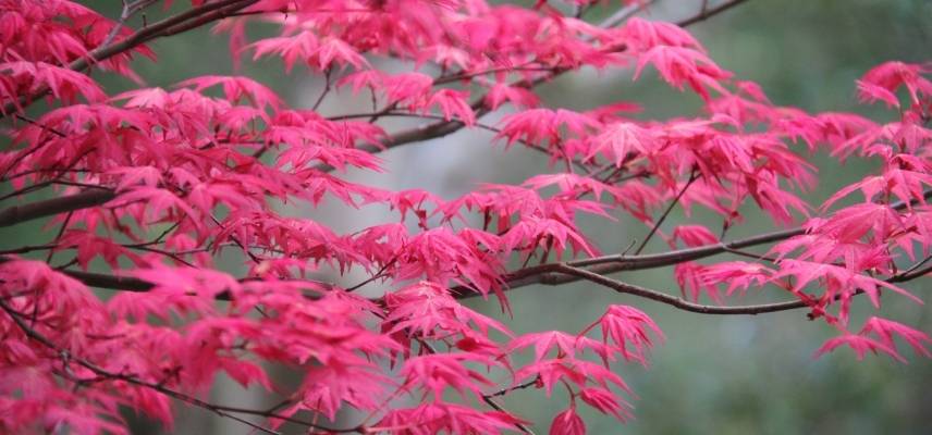 Acer palmatum