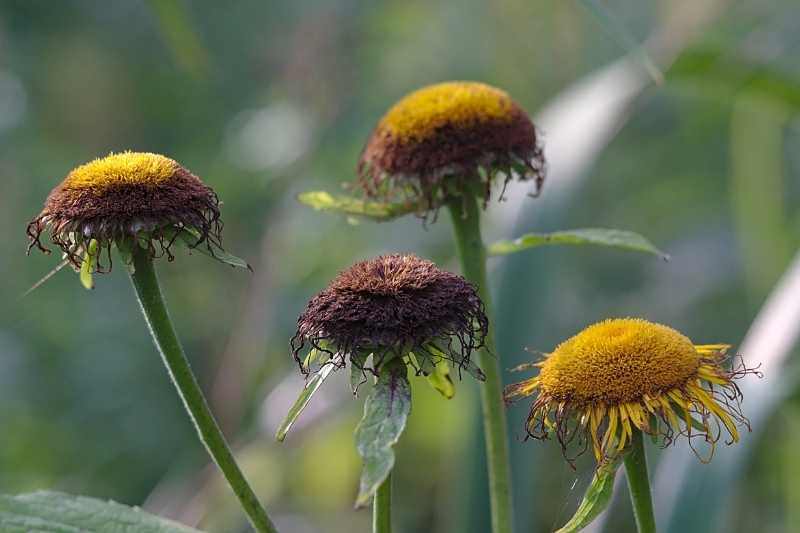 Comment faire pousser les fleurs plus vite ? Astuces 100 % naturelles  testées et approuvées !