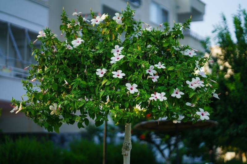 tailler un hibiscus en arbre