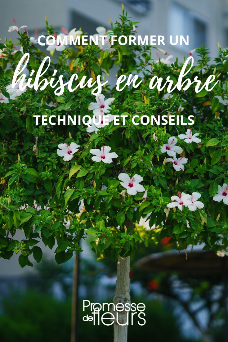 Comment faire sécher les fleurs d'hibiscus ? - Blog Promesse de fleurs