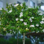 Former un hibiscus en arbre