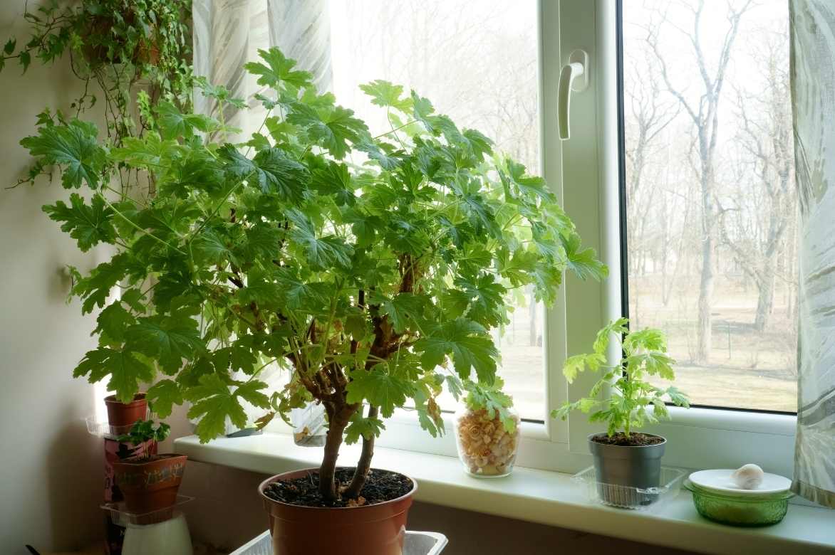 Geranium Pelargonium odorant parfumé anti moustique