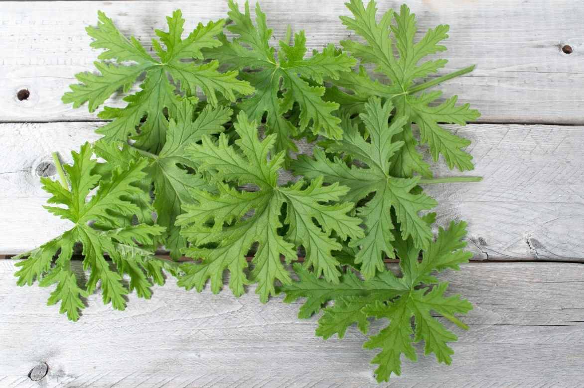 Geranium Pelargonium odorant parfumé anti moustique