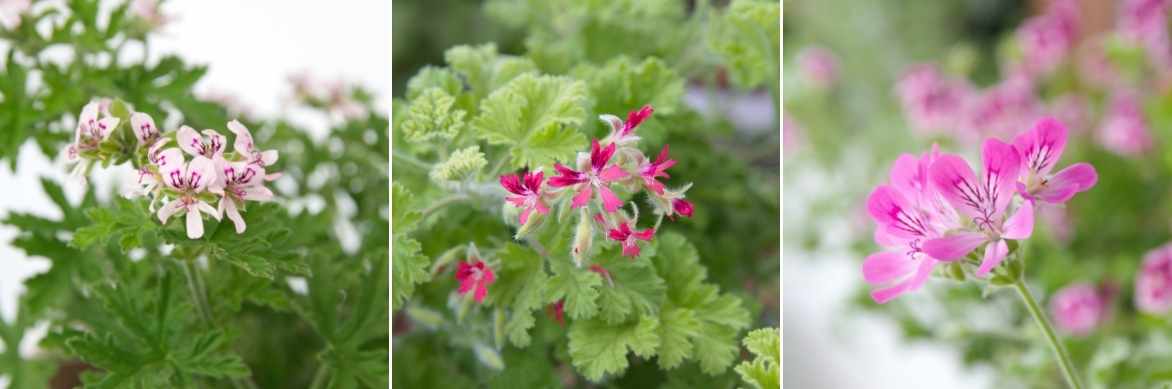 Geranium Pelargonium odorant parfumé anti moustique