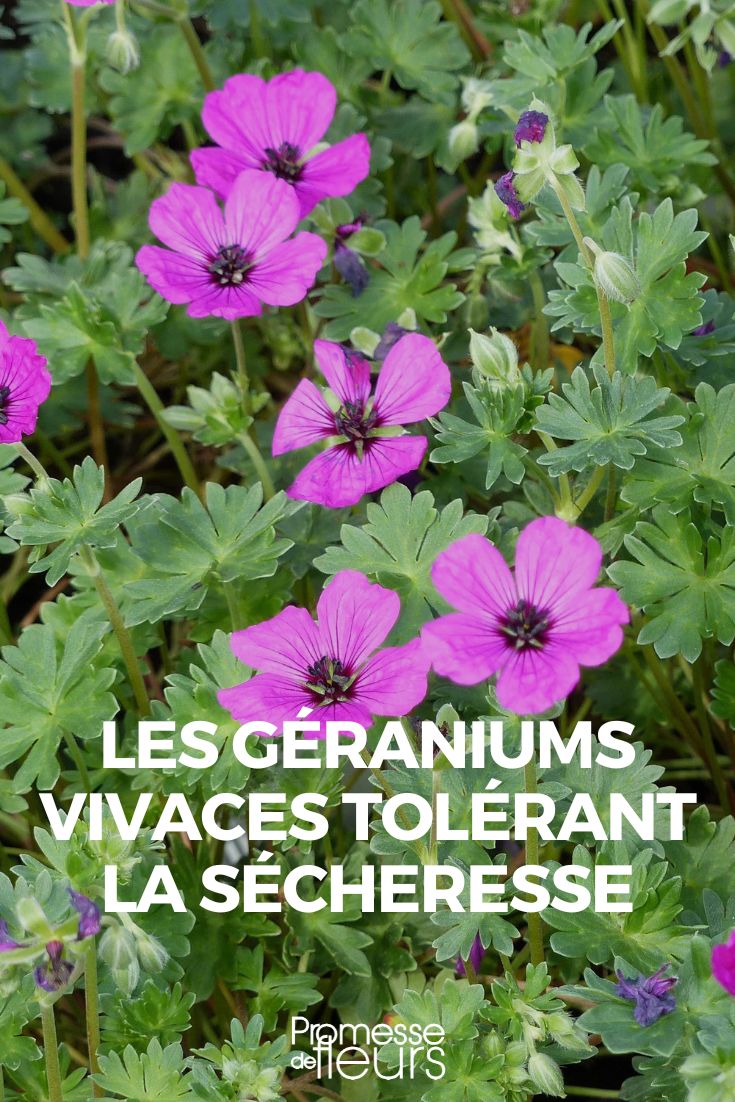 geraniums vivaces tolerant a la secheresse