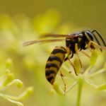 Les guêpes au jardin : amies ou ennemies ?