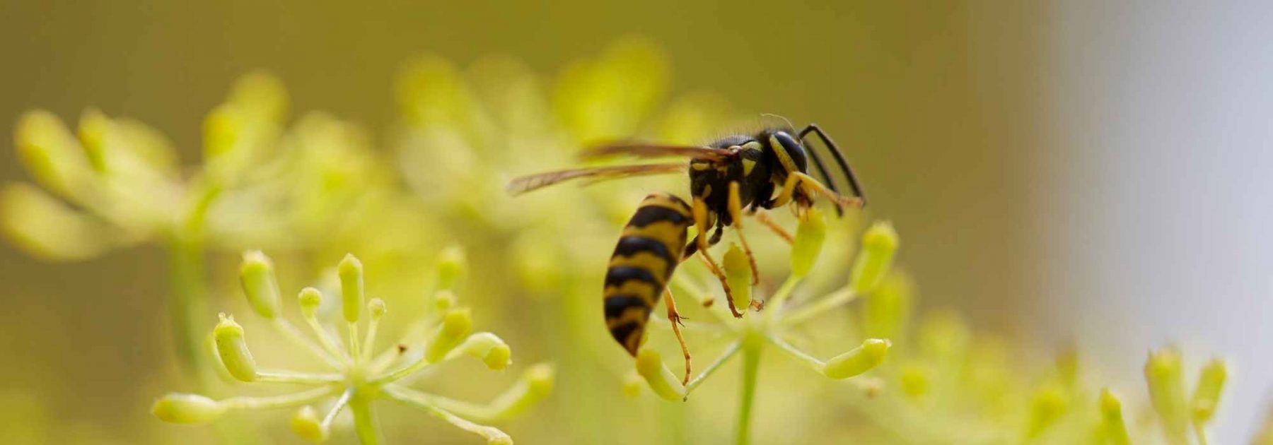 Filet de protection pour panier avant nid abeille