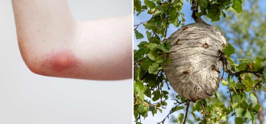 Guepes jardin ennemi ami, guêpe jardin utilise, guêpe jardin dangers